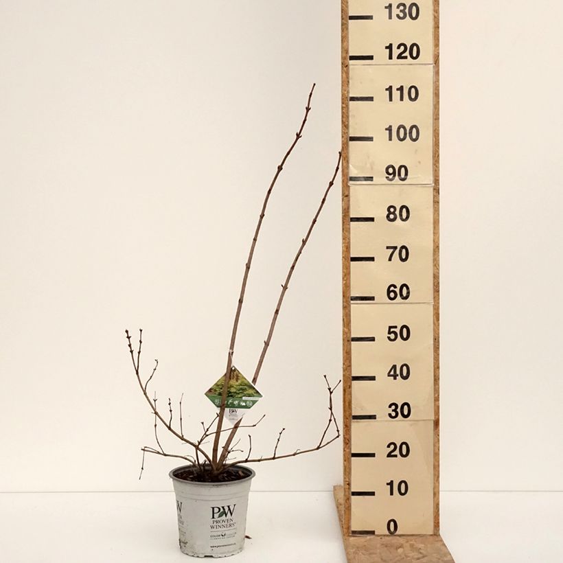 Spécimen de Viorne obier - Viburnum opulus Oh Canada Pot de 4L/5L tel que livré en hiver