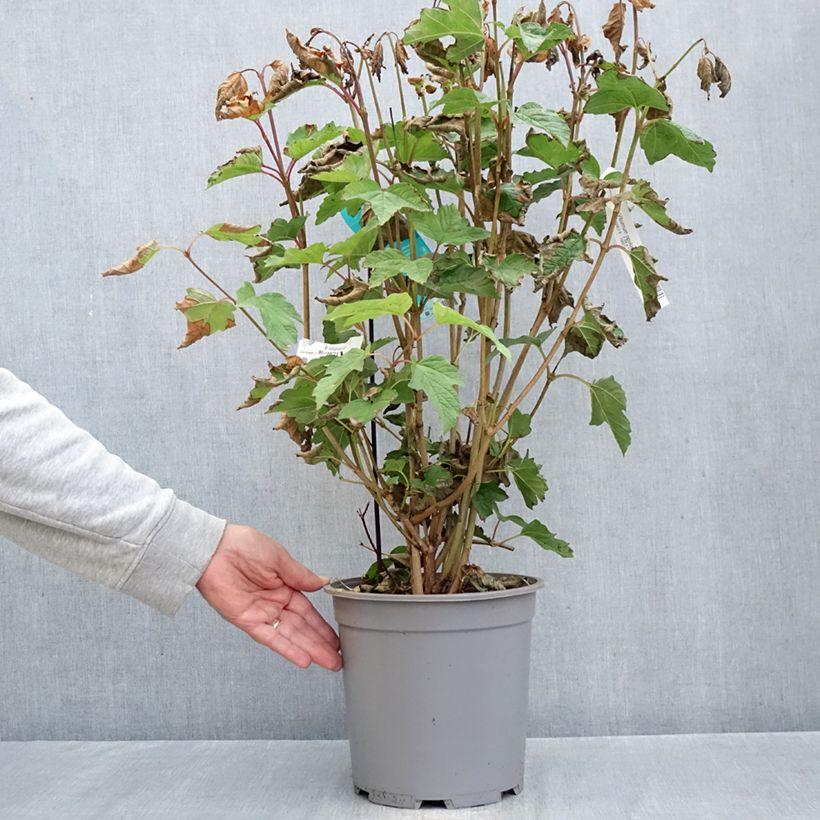 Spécimen de Viorne obier - Viburnum opulus Pot de 7,5L/10L tel que livré en automne