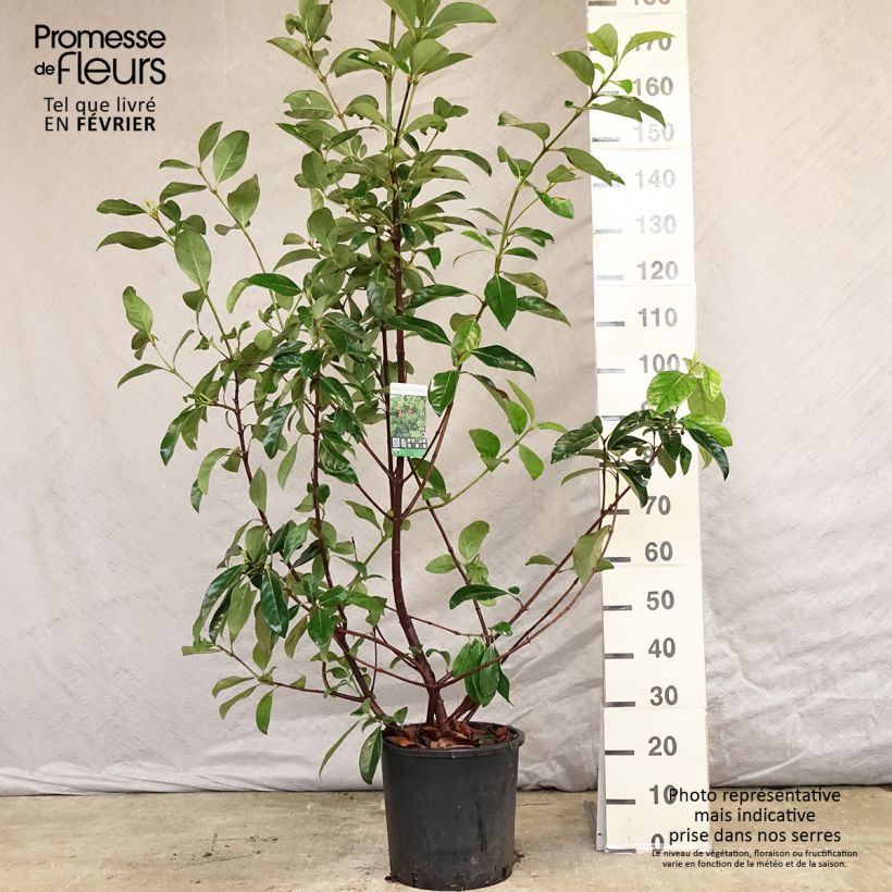 Spécimen de Viorne odorante - Viburnum odoratissimum Pot de 12L/15L tel que livré en hiver