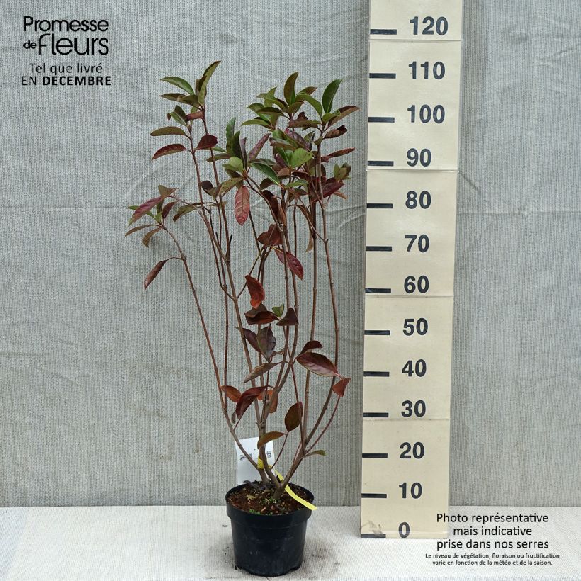 Spécimen de Viorne odorante - Viburnum odoratissimum Pot de 2L/3L tel que livré en automne