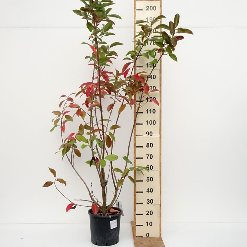Spécimen de Viorne odorante - Viburnum odoratissimum Pot de 12L/15L tel que livré en automne