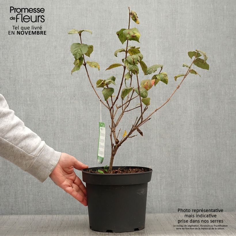 Spécimen de Viorne - Viburnum carlesii Aurora Pot de 3L/4L tel que livré en automne