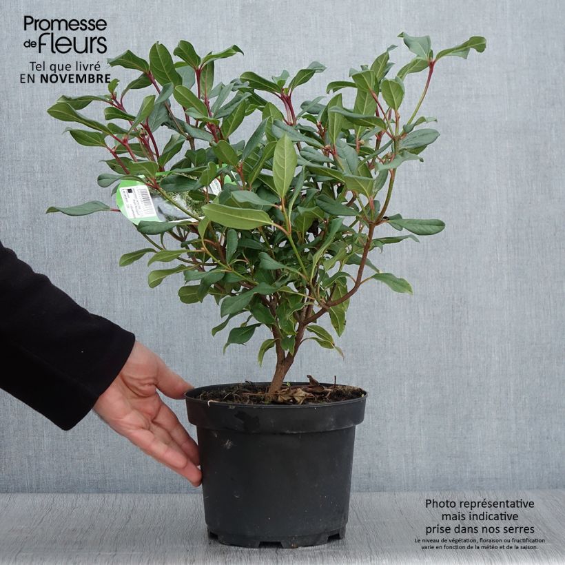 Spécimen de Viorne - Viburnum globosum Jermyns Globe Pot de 3L/4L tel que livré en automne