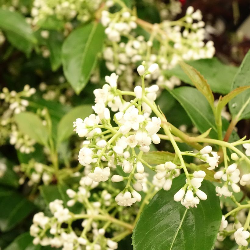 Viorne - Viburnum hillieri Winton (Floraison)