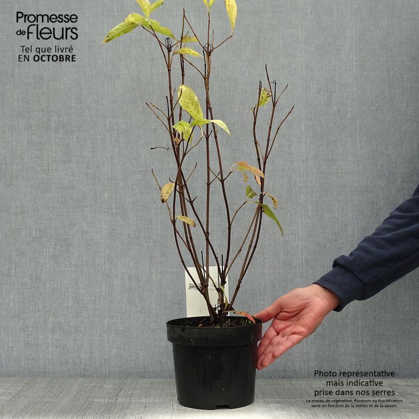 Spécimen de Viorne - Viburnum nudum Pink Beauty Pot de 3L/4L tel que livré en automne