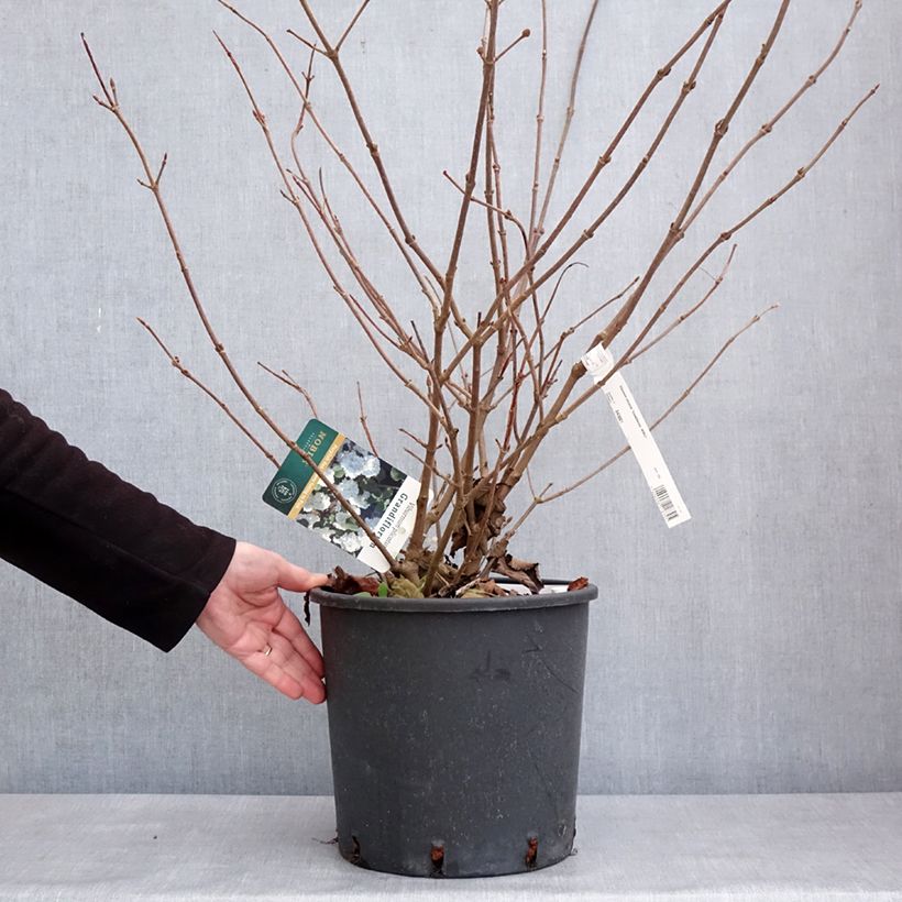 Spécimen de Viorne - Viburnum plicatum Grandiflorum Pot de 12L/15L tel que livré en hiver