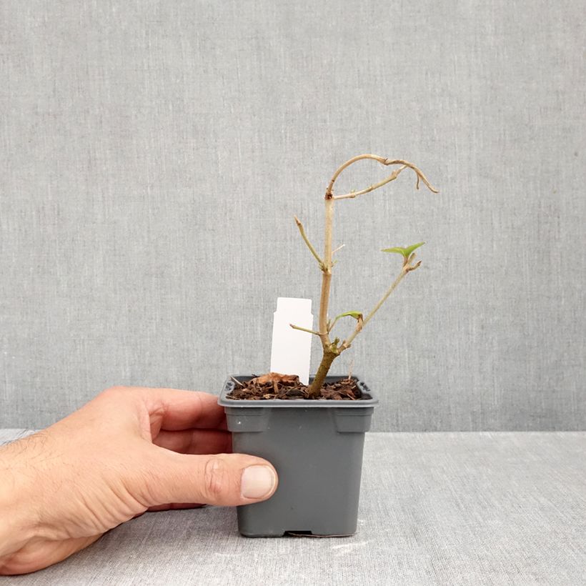 Spécimen de Viorne - Viburnum plicatum Kilimandjaro Godet de 8/9 cm tel que livré en automne