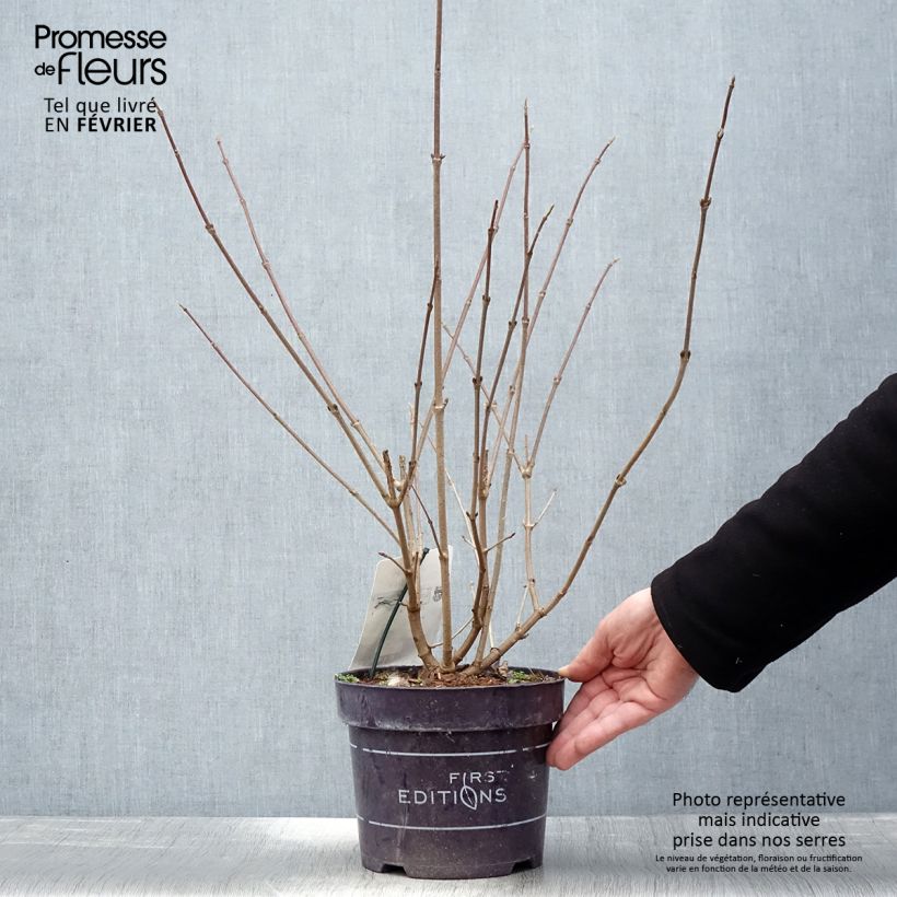 Spécimen de Viorne - Viburnum plicatum Opening Day Pot de 1,5L/2L tel que livré en hiver
