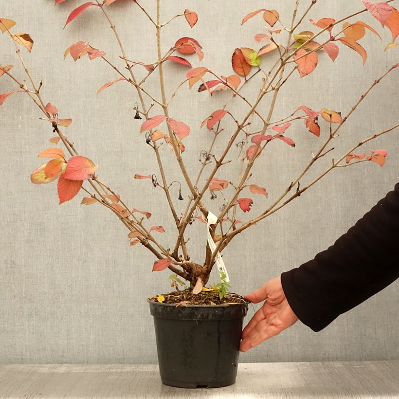 Spécimen de Viorne - Viburnum plicatum Opening Day Pot de 3L/4L tel que livré en automne
