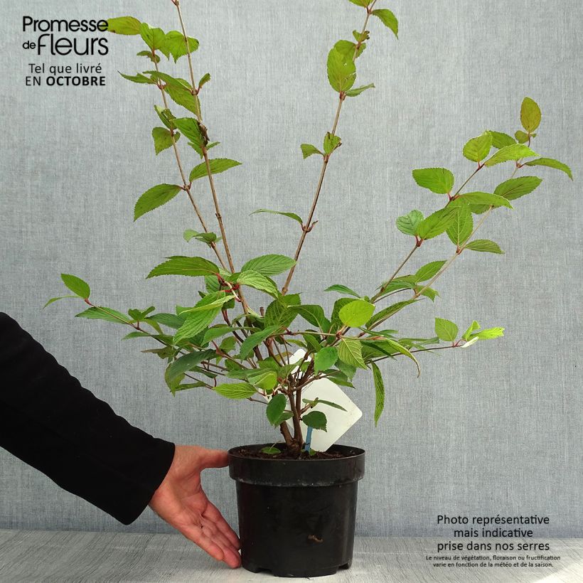 Spécimen de Viorne - Viburnum plicatum Pink Beauty Pot de 2L/3L tel que livré en automne
