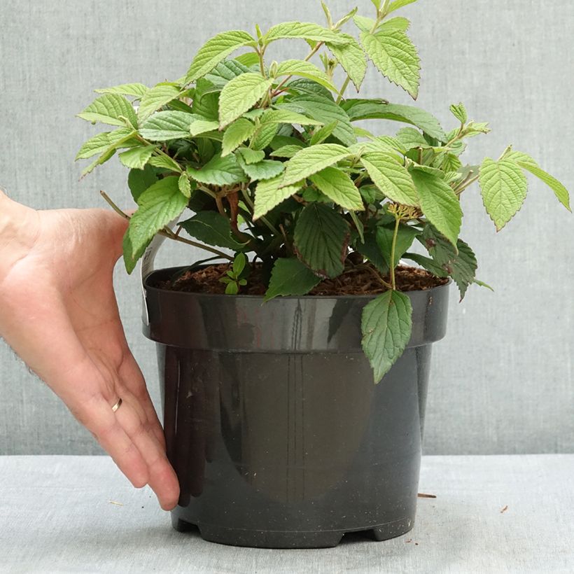 Spécimen de Viorne - Viburnum plicatum Pinkimono Pot de 3L/4L tel que livré en été