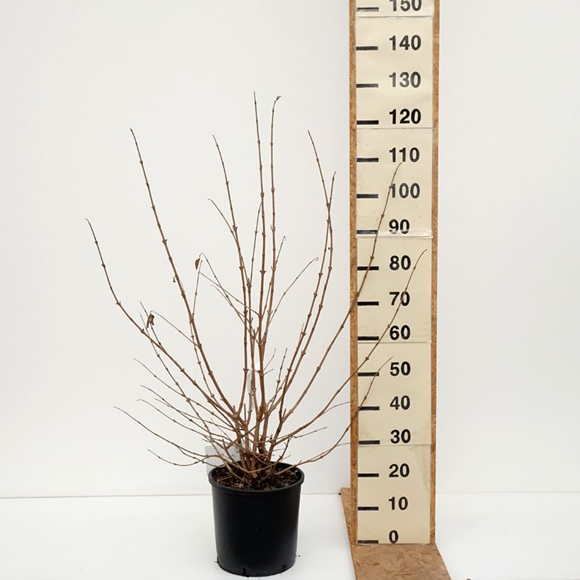 Spécimen de Viorne - Viburnum plicatum Popcorn Pot de 12L/15L tel que livré en automne