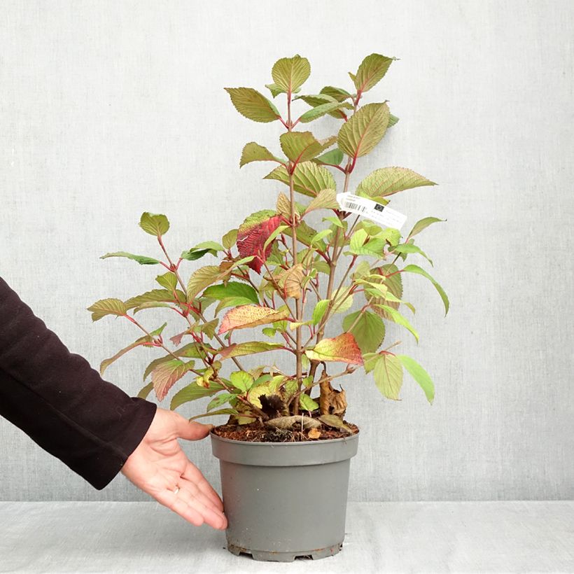 Spécimen de Viorne - Viburnum plicatum Rotundifolium Pot de 3L/4L tel que livré en automne