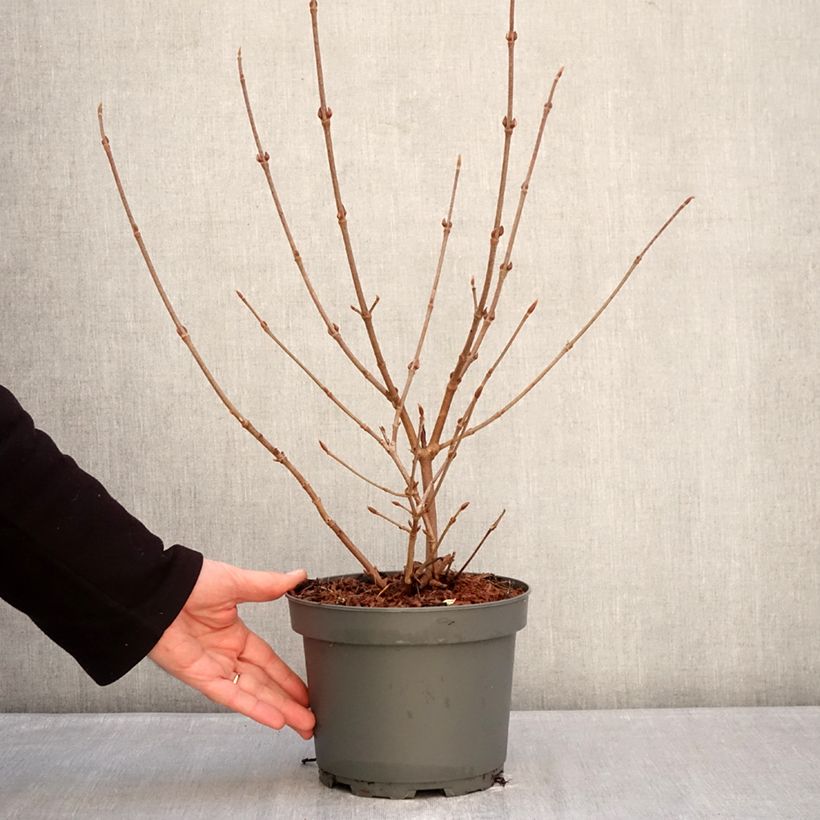 Spécimen de Viorne - Viburnum plicatum Rotundifolium Pot de 3L/4L tel que livré en hiver