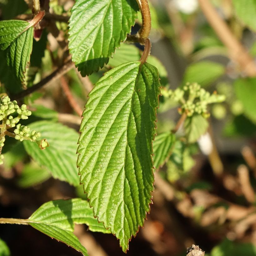 Viorne - Viburnum plicatum Shirogami (Feuillage)