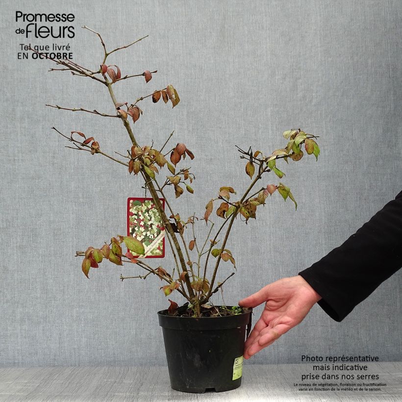 Spécimen de Viorne - Viburnum plicatum Summer Snow Flake Pot de 2L/3L tel que livré en automne