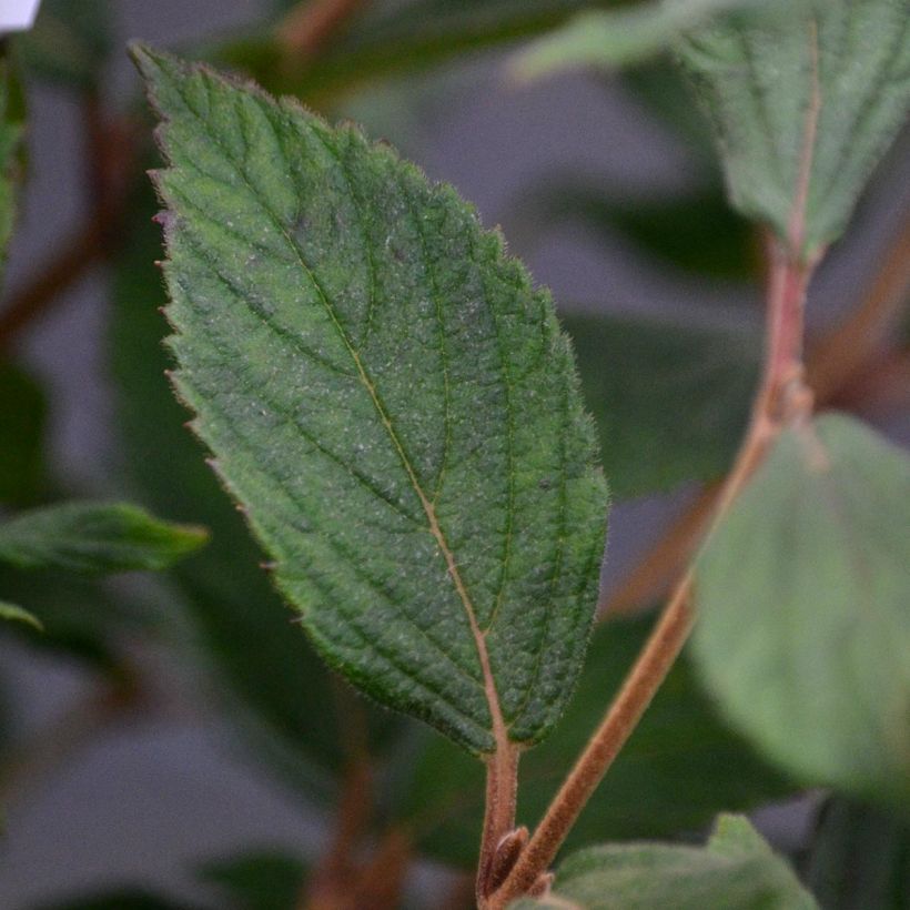 Viorne - Viburnum plicatum Watanabe (Feuillage)