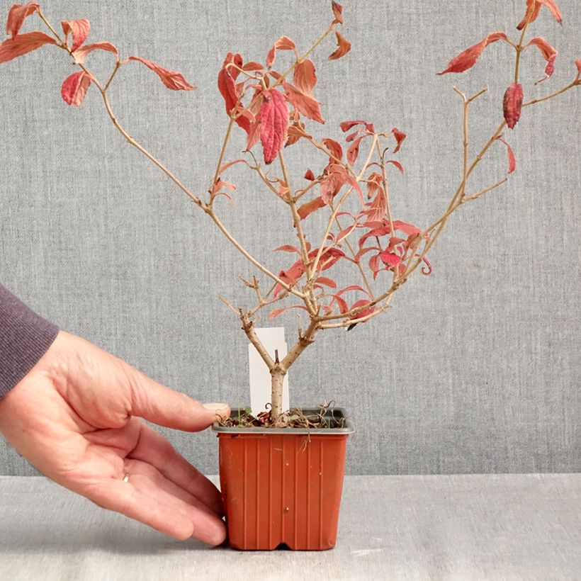 Spécimen de Viorne - Viburnum plicatum Watanabe Godet de 8/9 cm tel que livré en automne