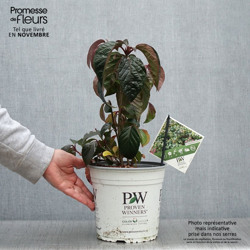 Spécimen de Viorne - Viburnum Shiny Dancer Pot de 3L/4L tel que livré en automne