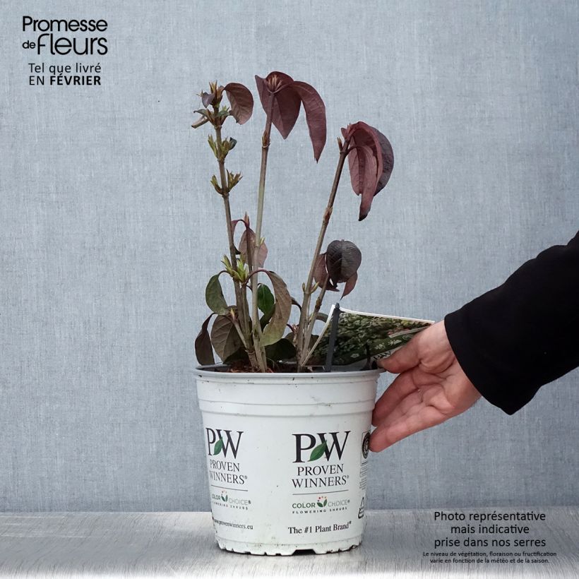 Spécimen de Viorne - Viburnum Shiny Dancer Pot de 3L/4L tel que livré en hiver