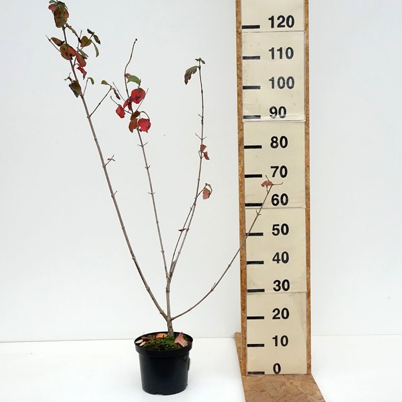 Spécimen de Viorne - Viburnum (x) carlcephalum  Pot de 3L/4L tel que livré en automne