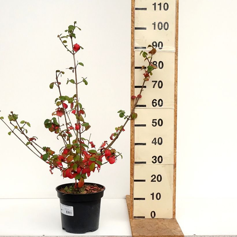 Spécimen de Viorne - Viburnum (x) carlcephalum  Pot de 7,5L/10L tel que livré en automne