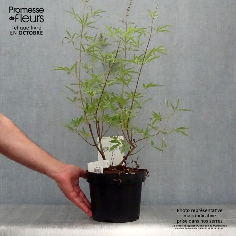 Spécimen de Vitex agnus-castus Albus - Gattilier blanc Pot de 3L/4L tel que livré en automne