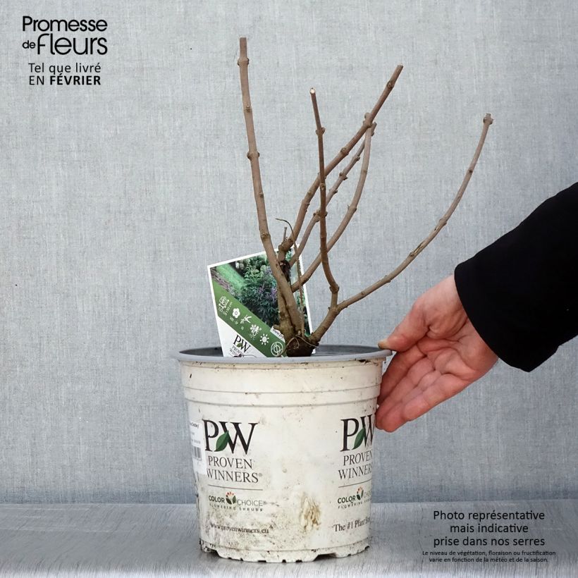 Spécimen de Vitex agnus-castus Blue Didley® - Gattilier Pot de 3L/4L tel que livré en hiver