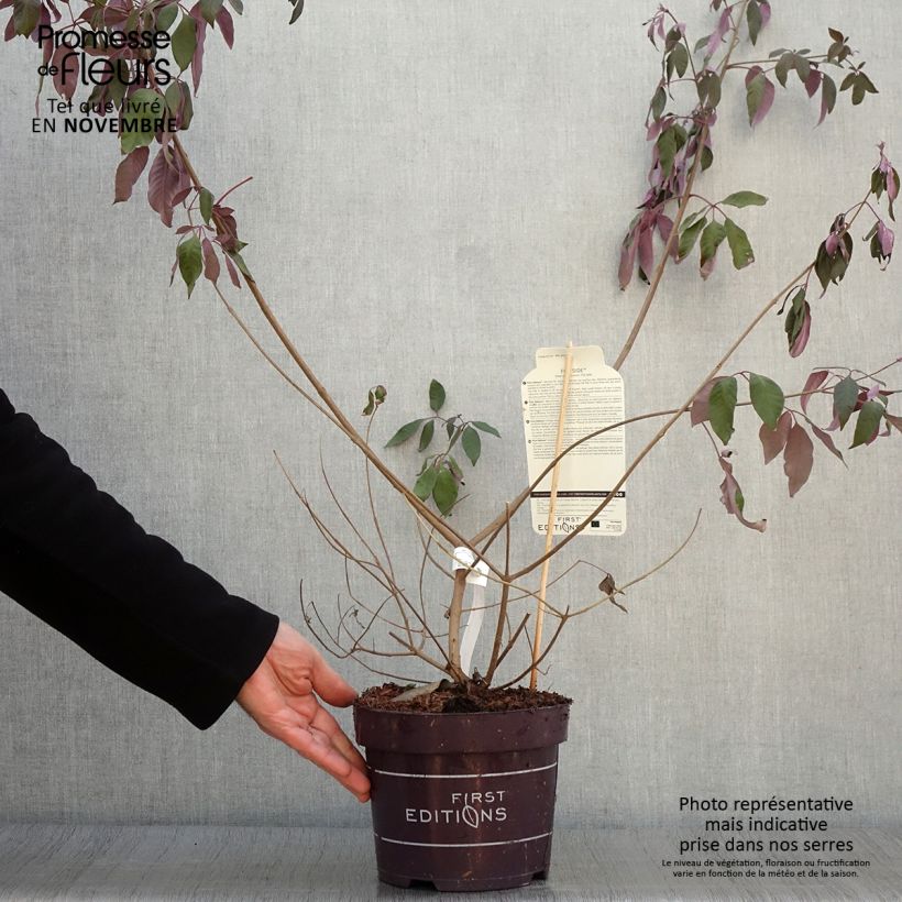 Spécimen de Vitex agnus-castus Flip Side - Gattilier Pot de 3L/4L tel que livré en automne