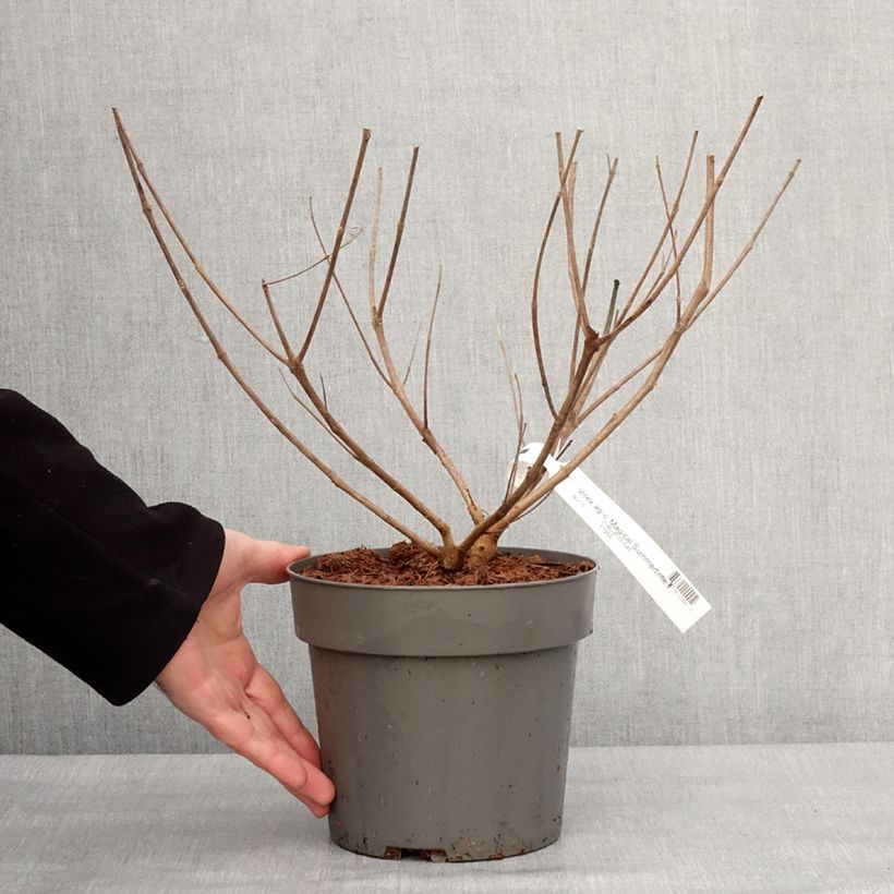 Spécimen de Vitex agnus-castus Magical Summertime Blues - Gattilier Pot de 2L/3L tel que livré en hiver