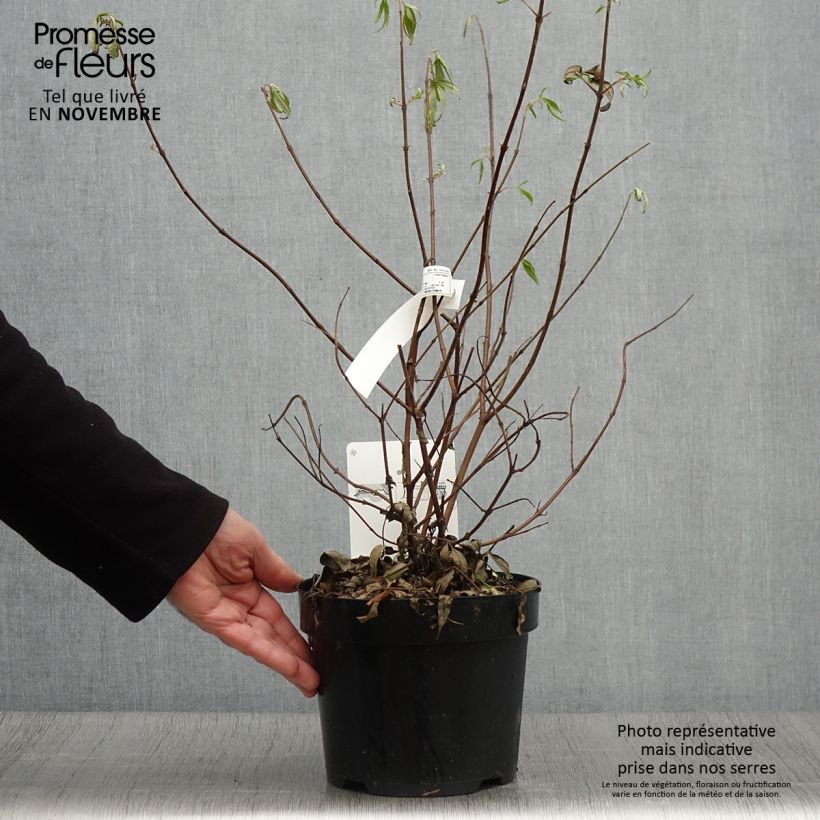 Spécimen de Vitex agnus-castus Pink Pinnacle Pot de 3L/4L tel que livré en automne