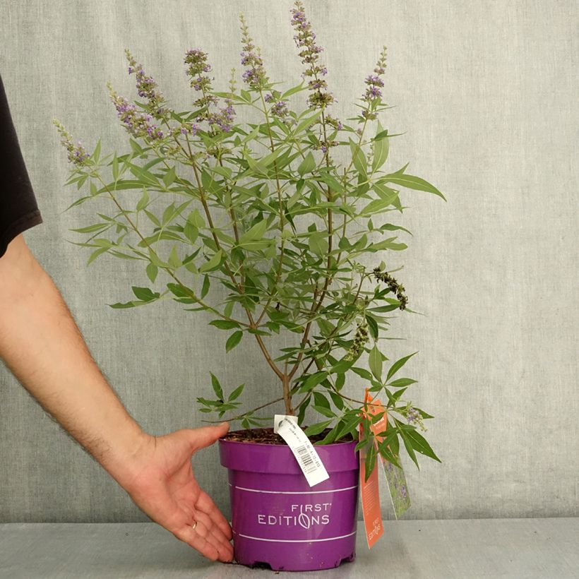 Spécimen de Vitex agnus-castus Queen Bee - Gattilier Pot de 3L/4L tel que livré en été
