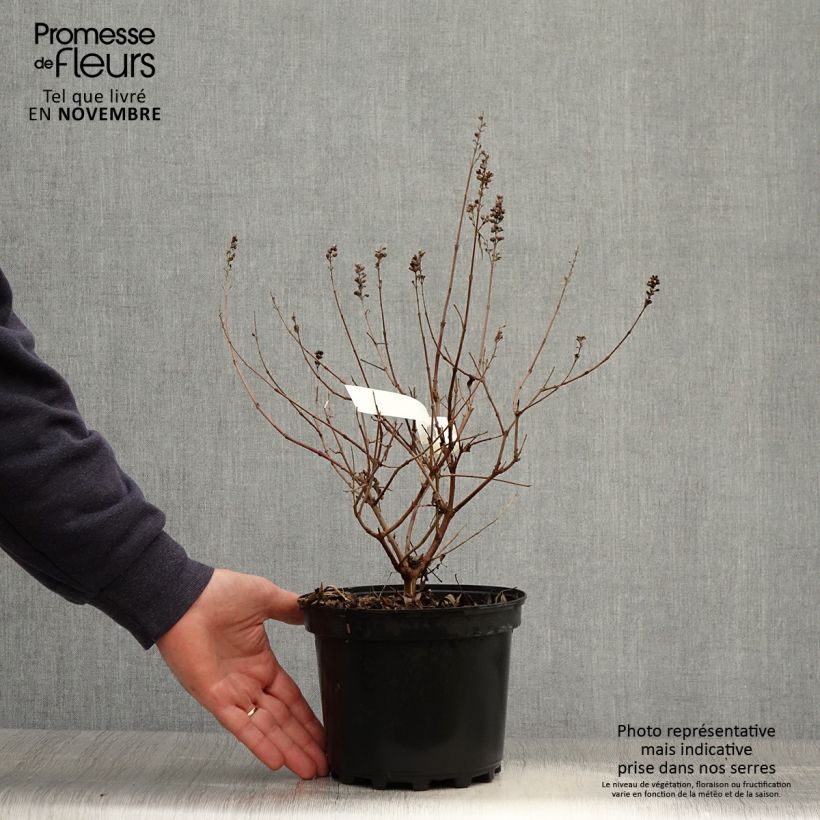 Spécimen de Vitex agnus-castus Santamaria - Gattilier Pot de 3L/4L tel que livré en automne