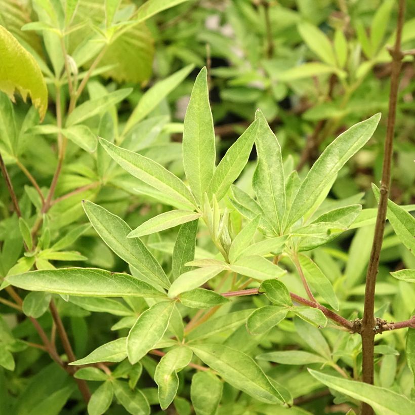 Vitex agnus-castus Santamaria - Gattilier (Feuillage)