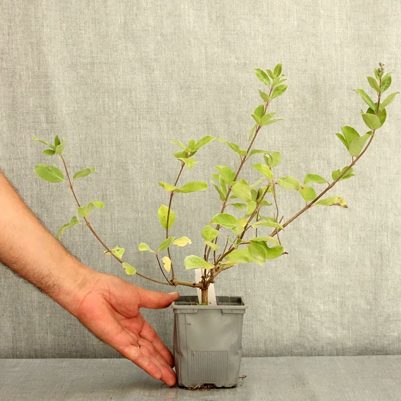 Spécimen de Vitex x agnus-castus Chicagoland Blues - Gattilier Pot de 12 cm / 13 cm tel que livré en été