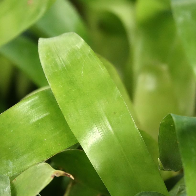 Vriesea Christiane (Feuillage)