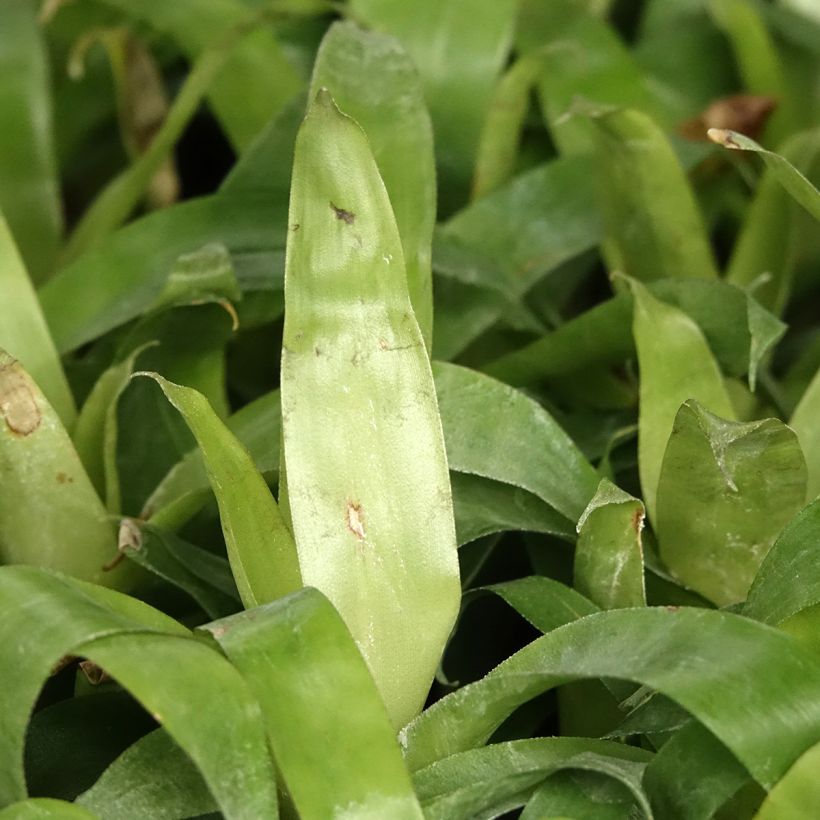 Vriesea Delphinus (Feuillage)