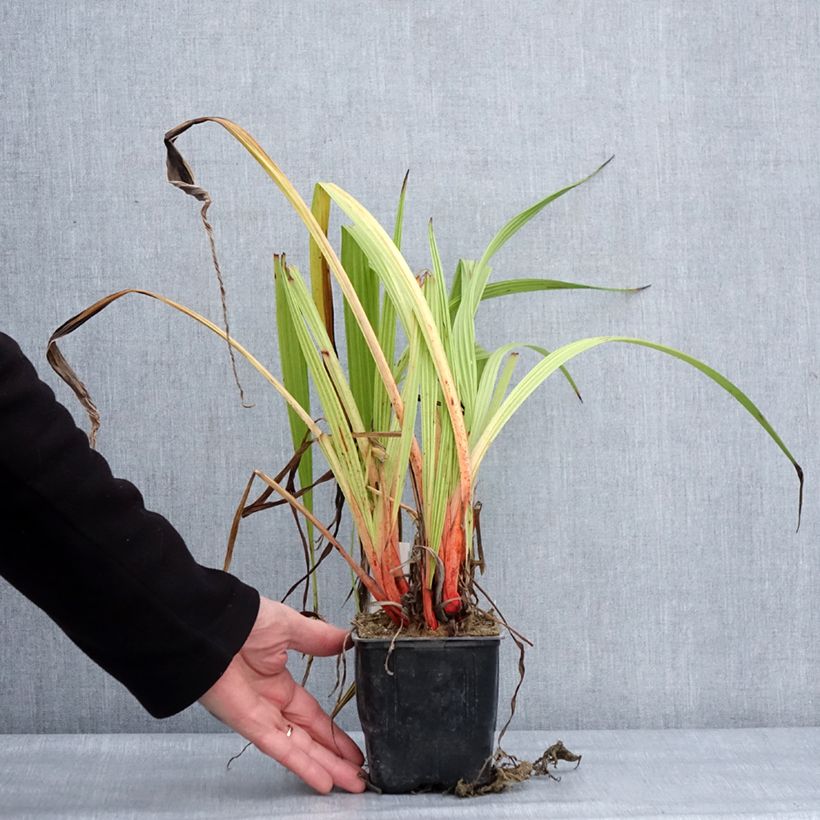 Spécimen de Wachendorfia thyrsiflora - Wachendorfie à thyrses Pot de 10 cm/11cm tel que livré en hiver