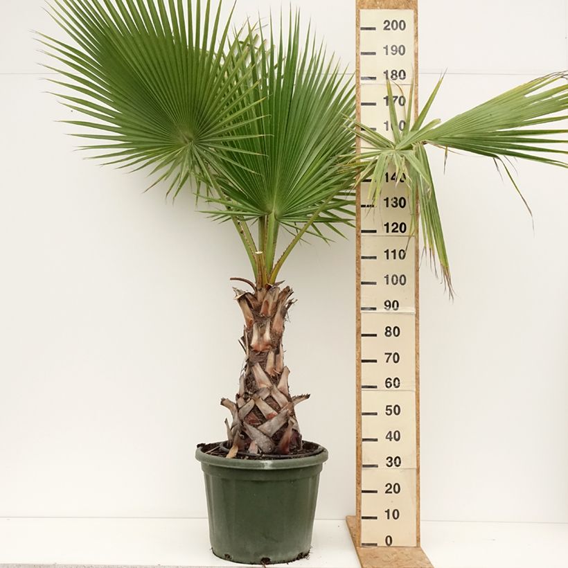 Spécimen de Washingtonia robusta - Palmier du Mexique Pot de 50L/55L, Stipe 60/+ cm tel que livré en été