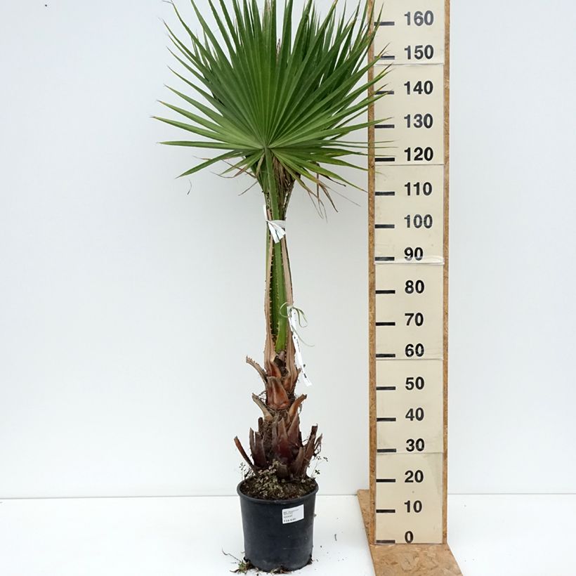 Spécimen de Washingtonia robusta - Palmier du Mexique Pot de 7,5L/10L tel que livré au printemps
