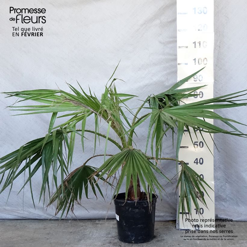 Spécimen de Washingtonia robusta - Palmier du Mexique Pot de 7,5L/10L tel que livré en hiver
