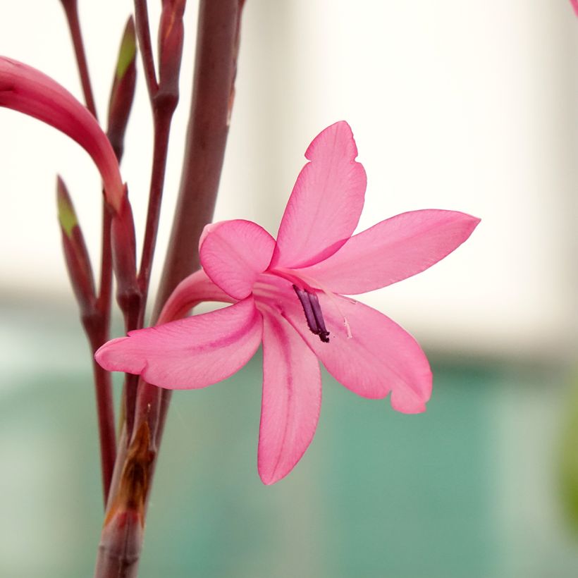Watsonia borbonica - Watsonie de Bourbon (Floraison)