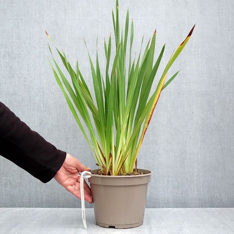 Spécimen de Watsonia gigantea - Watsonie Pot de 4L/5L calibre 10+ tel que livré en automne