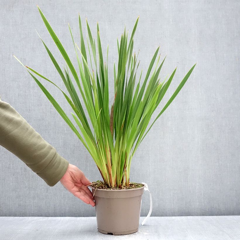 Spécimen de Watsonia gigantea - Watsonie Pot de 4L/5L calibre 10+ tel que livré en hiver