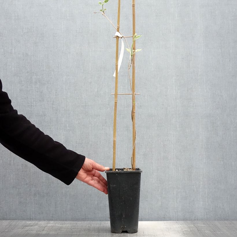 Wattakaka sinensis Variegata Vaso da 2L/3L esemplare consegnato in primavera