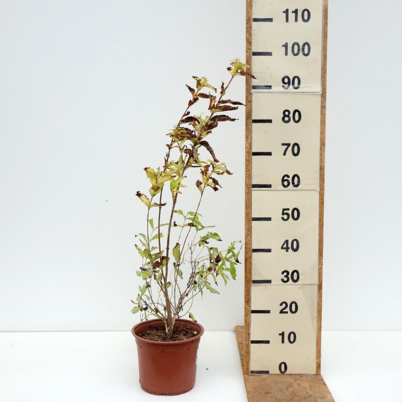 Spécimen de Weigela Briant Rubidor Olympiade Pot de 4L/5L tel que livré en automne