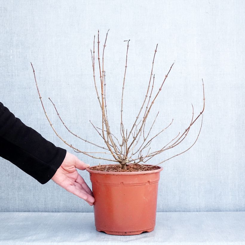 Spécimen de Weigela Briant Rubidor Olympiade Pot de 4L/5L tel que livré en hiver