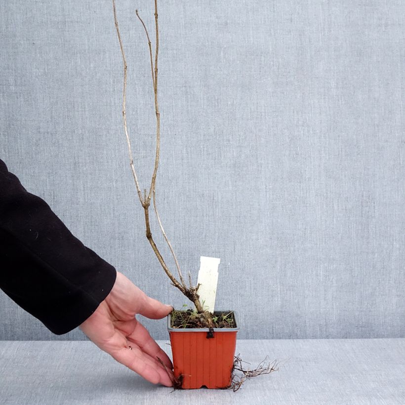 Spécimen de Weigela Candida - Weigélia Godet de 8/9 cm tel que livré en hiver