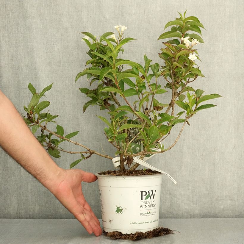 Spécimen de Weigela Colourtwist Sunny Side Up Pot de 3L/4L tel que livré en été