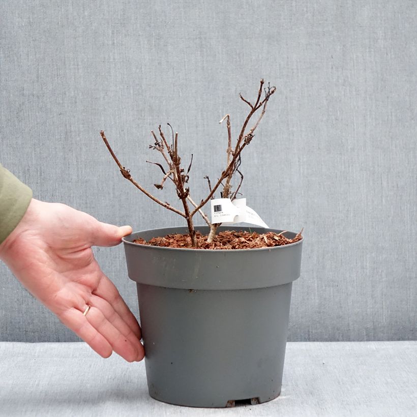 Spécimen de Weigela Electric Love Pot de 2L/3L tel que livré en hiver